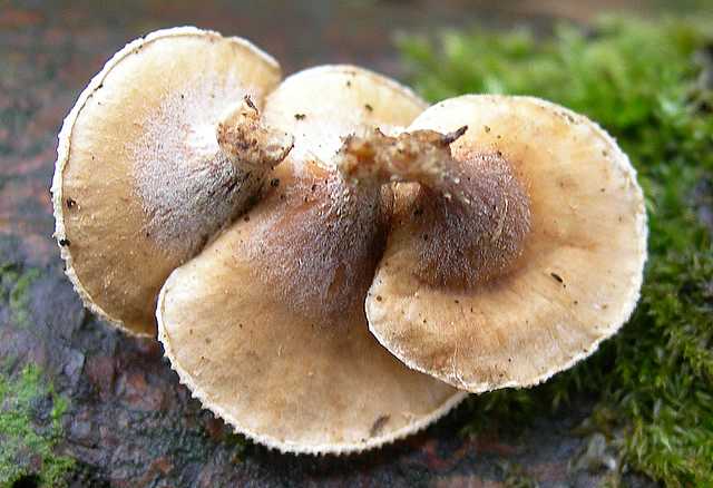 La valle dei funghi sconosciuti
